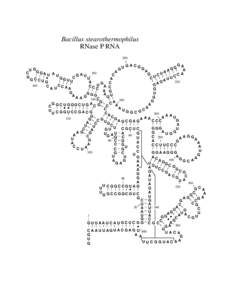 Bacillus stearothermophilus RNase P RNA 200 G U G A CGG