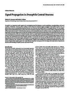 The Journal of Neuroscience, May 13, 2009 • 29(19):6239 – 6249 • 6239  Cellular/Molecular Signal Propagation in Drosophila Central Neurons Nathan W. Gouwens and Rachel I. Wilson