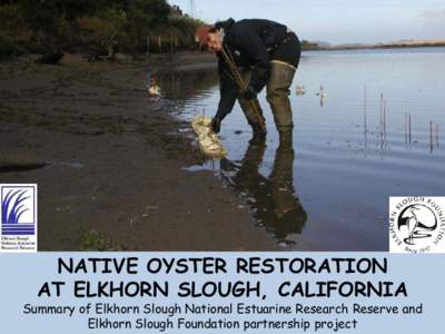 NATIVE OYSTER RESTORATION AT ELKHORN SLOUGH, CALIFORNIA Summary of Elkhorn Slough National Estuarine Research Reserve and Elkhorn Slough Foundation partnership project