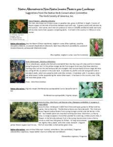 Native Alternatives to Non-Native Invasive Plants in your Landscape Suggestions from the Native Herb Conservation Committee The Herb Society of America, Inc. Tree of heaven, Ailanthus altissima This tree, also known as C