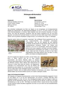 Hintergrundinformation Geparde Systematik: Ordnung: Raubtiere (Carnivora) Familie: Katzen (Felidae) Gattung: Acinonyx