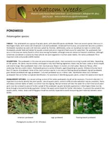 PONDWEED Potamogeton species THREAT: The pondweeds are a group of aquatic plants, with about 80 species worldwide. There are several species that occur in Washington State, both native and introduced. Curly leaf pondweed