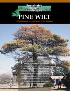 MF2425 Pine Wilt: A Fatal Disease of Exotic Pines in the Midwest