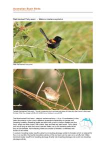 file:///C:/bushbirds-5.0/infm/malurus_melanocephalus.html