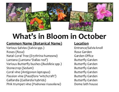 What’s in Bloom in August