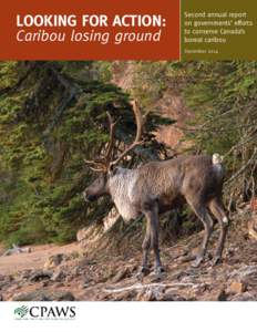Looking for Action: Caribou losing ground Second annual report on governments’ efforts to conserve Canada’s