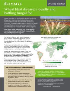 Priority Briefing  Wheat blast disease: a deadly and baffling fungal foe Wheat is a pillar for global food security, providing 20 percent of protein and calories consumed