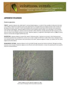JAPANESE EELGRASS Zostera japonica THREAT: Japanese eelgrass, also called dwarf or narrow-bladed eelgrass, is a native of Asia, possibly introduced to this state in the 1930s in shipments of Japanese oyster spat. Reprodu