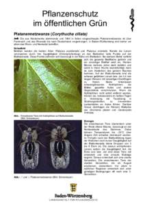 Pflanzenschutz im öffentlichen Grün Platanennetzwanze (Corythucha ciliata) Die aus Nordamerika stammende und 1964 in Italien eingeschleppte Platanennetzwanze ist über Frankreich und das Rhonetal bis nach Deutschland v