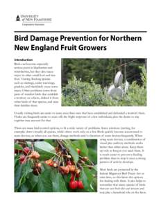 Bird Damage Prevention for Northern New England Fruit Growers
