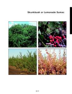 Skunkbush or Lemonade Sumac  slide 29a slide 29b