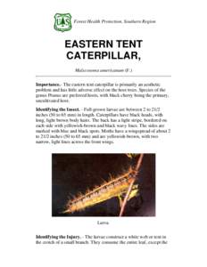 Forest Health Protection, Southern Region  EASTERN TENT CATERPILLAR, Malscosoma americanum (F.) Importance.- The eastern tent caterpillar is primarily an aesthetic
