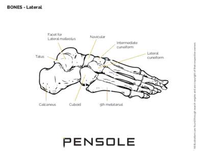Foot Anatomy - Bones Lateral View