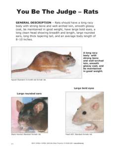 You Be The Judge – Rats GENERAL DESCRIPTION – Rats should have a long racy body with strong bone and well-arched loin, smooth glossy coat, be maintained in good weight, have large bold eyes, a long clean head showing