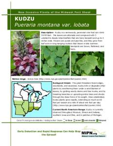 New Invasive Plants of the Midwest Fact Sheet  KUDZU Pueraria montana var. lobata Description: Kudzu is a semiwoody, perennial vine that can climbfeet. The leaves are alternate and compound with 3