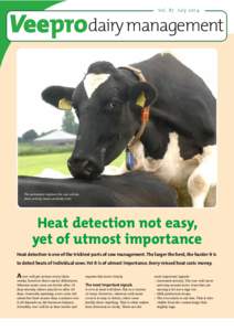 Vo l. 8 7 J ulydairy management The pedometer registers the cow activity. More activity means probably heat.