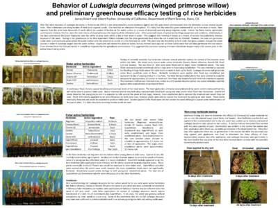 Behavior of Ludwigia decurrens (winged primrose willow) and preliminary greenhouse efficacy testing of rice herbicides James Eckert and Albert Fischer, University of California, Department of Plant Science, Davis, CA Aft