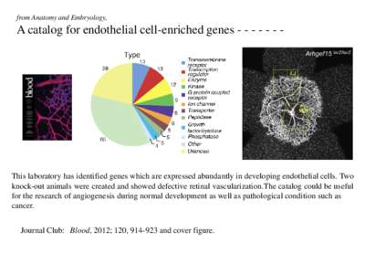 from Anatomy and Embryology,  A catalog for endothelial cell-enriched genesThis laboratory has identified genes which are expressed abundantly in developing endothelial cells. Two knock-out animals were cr
