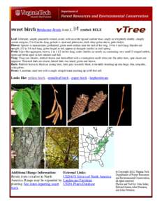 sweet birch Betulaceae Betula lenta L.  symbol: BELE Leaf: Alternate, simple, pinnately-veined, ovate, with an acute tip and cordate base, singly or irregularly doubly, sharply serrate margins, 2 to 4 inches long, petiol
