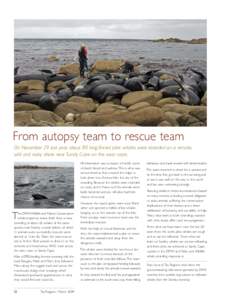 From autopsy team to rescue team On November 29 last year, about 80 long-finned pilot whales were stranded on a remote, wild and rocky shore near Sandy Cape on the west coast. All information was to expect a horrific sce
