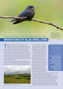 blue swallow; blauwe zwaluw; Hirundo atrocaerulea


