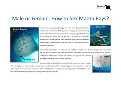 Male or Female: How to Sex Manta Rays? Female manta rays tend to be larger and often more ‘friendly’ than their smaller male counterparts. If a large manta is hanging around the cleaning station without much concern 