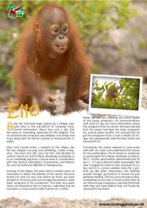 Ello  B aby Ello had been kept captive by a villager near Lake Tahai in the sub-district of Tumbang Tahai,
