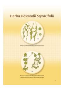 2 cm  Figure 1(i) A photograph of Herba Desmodii Styracifolii 2 cm