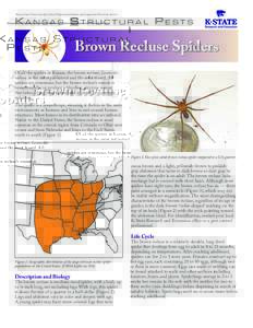 Kansas State University Agricultural Experiment Station and Cooperative Extension Service  Kansas Structural Pests Brown Recluse Spiders Of all the spiders in Kansas, the brown recluse, Loxosceles