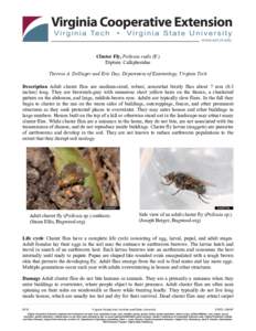 Calliphoridae / Cluster fly / Hexapoda / Pollenia rudis / Fly / Beetle / Phoridae / Cluster