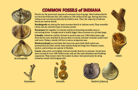 COMMON FOSSILS of INDIANA  brachiopods Fossils are the preserved remains of creatures from long ago. Most Indiana fossils are from the Paleozoic Era, 542 million to 250 million years ago. During that time,
