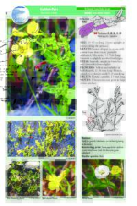 NS General Status Rank: Secure HERBS : NON-WOODY PLANTS Golden-Pert Gratiola aurea