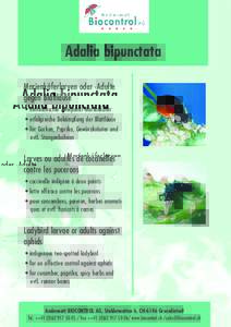 Coccinellidae / Adalia / Ladybird / Lia