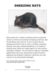 SNEEZING RATS  Rats sneeze for a variety of reasons and an occasional sneeze is normal, but excessive sneezing could be a sign of something more serious. If your rat also has red staining around the eyes or nose, is ratt