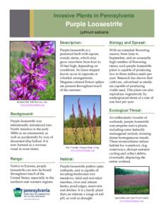 Invasive Plants in Pennsylvania  Purple Loosestrife Lythrum salicaria Description: