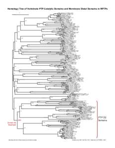 Homology Tree of Vertebrate PTP Catalytic Domains and Membrane Distal Domains in RPTPshPTPsigma D1 NPPTPRS
