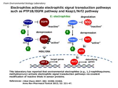 From Environmental biology Laboratory  Electrophiles activate electrophilic signal transduction pathways such as PTP1B/EGFR pathway and Keap1/Nrf2 pathway E: electrophiles PTP1B