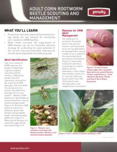 ADULT CORN ROOTWORM BEETLE SCOUTING AND MANAGEMENT WHAT YOU’LL LEARN 