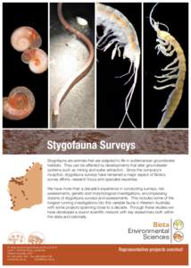 Stygofauna Surveys Stygofauna are animals that are adapted to life in subterranean groundwater habitats. They can be affected by developments that alter groundwater systems such as mining and water extraction. Since the 