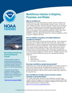 Morbillivirus Infection in Dolphins, Porpoises, and Whales What is morbillivirus? Morbilliviruses are in the family Paramyxoviridae. Specific morbilliviruses cause measles (in people), canine distemper (in dogs, coyotes,