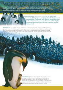 Around 195,000 pairs of emperor penguins live in 40 or more colonies on the Antarctic coast. The males remain on the Antarctic continent during the freezing winter, holding their eggs on their feet for 65 days before the