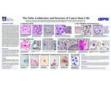 The Niche Architecture and Structure of Cancer Stem Cells H erb ert E . N i eb u rg s, M D . Department of Pathology, University of Massachusetts Medical School, Worcester, MA 01655, USA and The International Society for