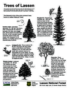 Trees of Lassen “This species gives forth the finest music to the wind. After listening to it in all kinds of winds, night and day, season after season, I think I could approximate my position on the mountains by this 