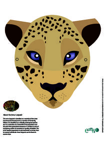 The amur leopard is classified as a member of the order Carnivora (Carnivores) and is a member of the family Felidae. It is classified as a critically endangered species due to a reduction of at least 80% of its populati