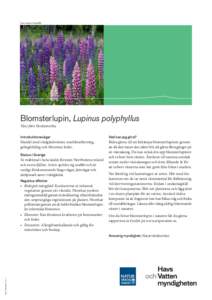 Foto: Anders Good/IBL  Blomsterlupin, Lupinus polyphyllus Växt från Nordamerika Introduktionsvägar