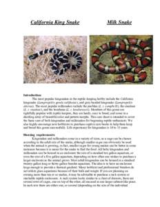 California King Snake  Milk Snake Introduction: The most popular kingsnakes in the reptile keeping hobby include the California