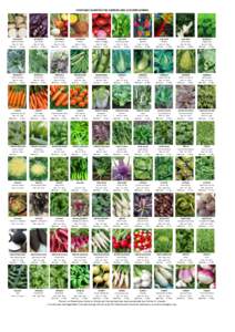 VEGETABLE VARIETIES FOR SUMMER AND AUTUMN SOWING  BEETROOT Albina Vereduna Sow: Jul - Sept 100 seeds