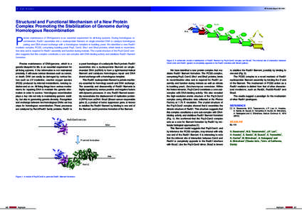 4 Life Science  PF Activity Report 2013 #31 Structural and Functional Mechanism of a New Protein Complex Promoting the Stabilization of Genome during