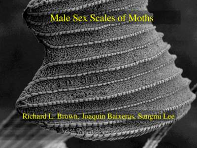 Male Sex Scales of Moths  Richard L. Brown. Joaquin Baixeras, Sangmi Lee Historical Work