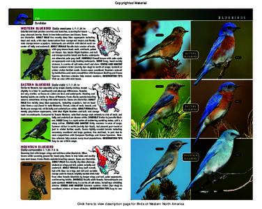 Copyrighted Material  BLUEBIRDS 296